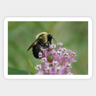 Carpenter bee Sticker